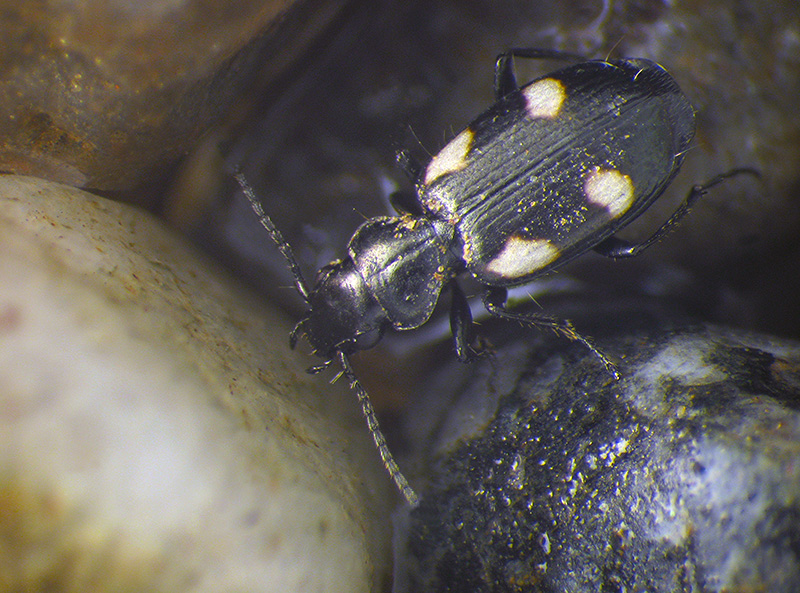 carabidae: Bembidion quadrimaculatum? No, Lionychus quadrillum